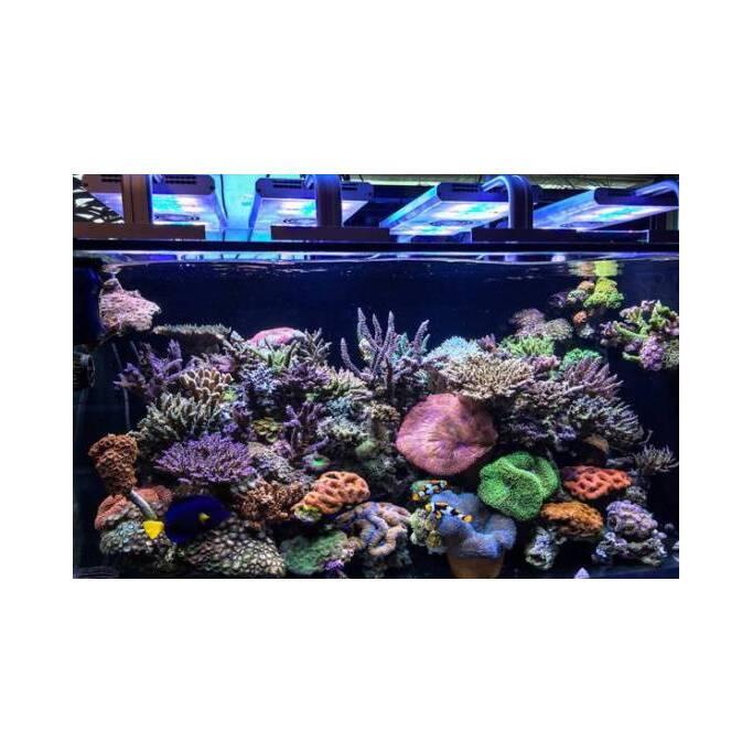 product/a/q/aquavie_av5000_black_2.jpg